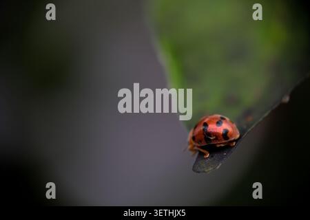 Macro shot of a vibrant orange ladybug on a green leaf with moody blurred background Stock Photo