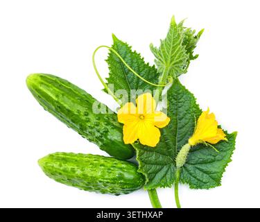 Cucumbers, flowers, and cucumber leaves isolated on a white background. Young natural cucumbers. Stock Photo
