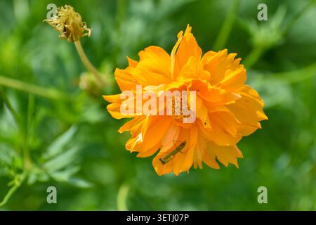 A praying mantis in an orange cosmos flower. Photographed in the western part of Singapore. Stock Photo