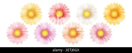 White chamomile flowers with yellow centers bloom in spring garden. Realistic daisy petals isolated on clean background. Fresh floral illustration for Stock Vector