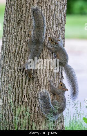 Three gray squirrels climb on the trunk of a large tree, showing their bushy tails and alert behavior in a natural outdoor setting. Stock Photo
