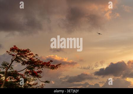 View of a military cargo airplane flying through a dramatic sunset sky above the historic North Field Base with a flowering tree in Northern Tinian, T Stock Photo