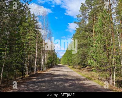 A long road stretches through tall trees with green leaves under a clear blue sky. It is a nice day for a journey. Stock Photo