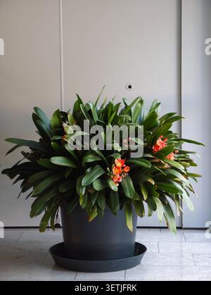 Full view of large indoor potted plant with dense glossy green leaves and several small orange cluster flowers, placed in round dark plastic pot on ma Stock Photo
