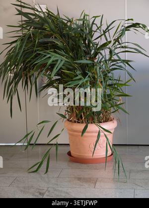 Lush bamboo palm plant with long narrow green leaves spilling over terracotta planter placed on round saucer on light gray tiled floor against smooth Stock Photo
