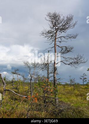 Weathered pine trees rise above Dunika Swamp in Latvia under dramatic storm clouds, showcasing a pristine peat bog ecosystem Stock Photo