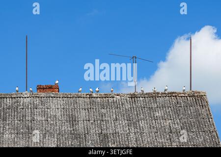 Group of seagulls perched on an aged rooftop with antenna and chimney against a bright blue sky and drifting clouds Stock Photo