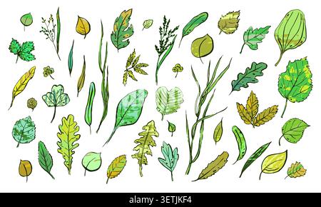 Summer Leaves sketch set. Hand-drawn green textured herbs on white background. Doodle plants collection. Nature, gardening, forest, spring sign. Leaf Stock Vector