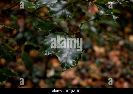 Macro photograph focusing on a single European holly (Ilex aquifolium) leaf covered in clean water droplets. The glossy, spiky green leaf displays pro Stock Photo