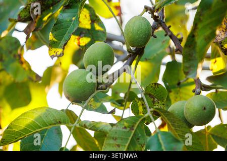 Close-up of green, unripe walnuts growing on a tree, surrounded by leaves with some natural spotting, representing late summer harvest in an organic g Stock Photo