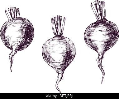 Beetroot hand drawn illustration in vintage engraving style. Set of fresh beet vegetable for culinary design. Organic farm product for menu, recipe Stock Vector