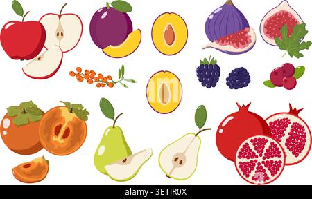 Colorful fruit illustration apples, pears, figs, plums, berries, persimmons, and pomegranates, perfect for culinary, educational Stock Vector