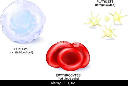 Blood cell types. Formed elements of blood platelets or thrombocytes, white blood cell or Leukocyte, Red blood cells or erythrocytes. Circulatory Syst Stock Vector