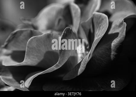 Black and white abstract of rose petals with soft focus background Stock Photo