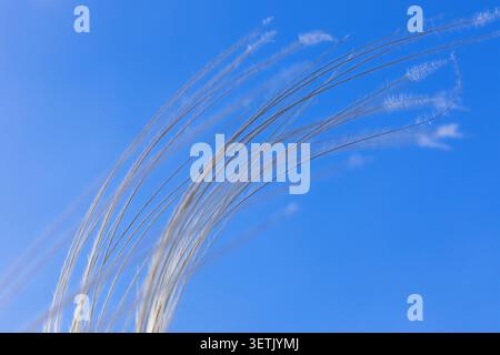 Blade of grass against a blue sky Stock Photo
