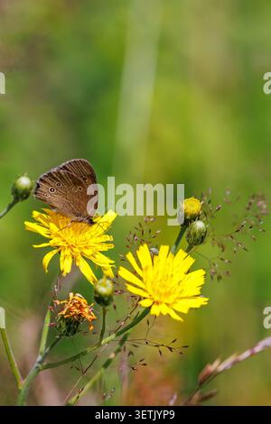 Ringlet butterfly on a yellow wildflower Stock Photo