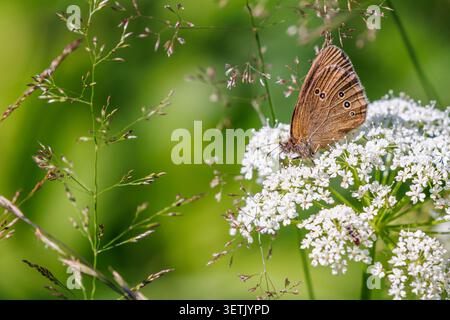 Beautiful Ringlet butterfly on a wildflower Stock Photo