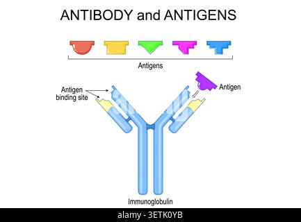 Antibody and antigen specificity. Lock and key binding mechanism for immune response. Antigens induce the immune system response by interacting with a Stock Vector