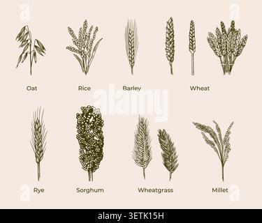 Cereal plants sketch vector collection. Hand drawn detailed art of oat, rice, barley, wheat, rye, sorghum, wheatgrass, millet. Stock Vector