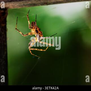 A close-up of an orb-weaver spider hanging from its web. Detailed macro photography of the insect in profile against a blurred green foliage backgroun Stock Photo