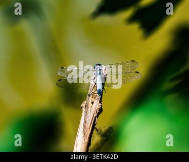 A blue dragonfly with transparent wings rests on a dry wooden branch. Close-up macro photography of the insect on a sunny summer day against a bright Stock Photo