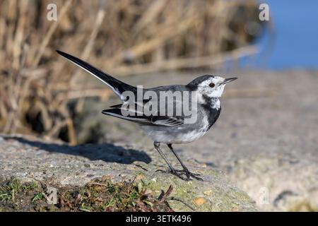 Pied Wagtail, Motacilla alba, adult bird displaying  Norfolk  February Stock Photo