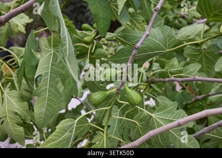 Unripe figs growing on fig tree branches in summer. Stock Photo