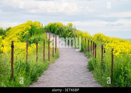 Winding countryside path through blooming yellow wildflower field under cloudy spring sky Stock Photo