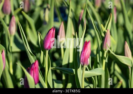 Deep purple Tulipa ‘Merlot’ buds illuminated by warm spring sunlight, standing among fresh green leaves in a vibrant garden display. Stock Photo