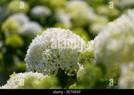 The hortensia is a popular summer garden flower that blooms in elgegant shades of green and white in a garden in Germany. The hydrangea is a genus of Stock Photo