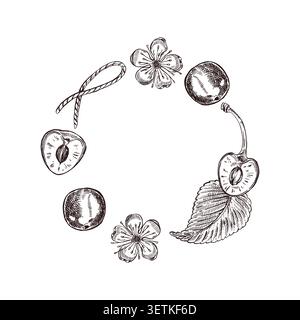 A wreath of cherries, cherry blossoms, leaves, ribbons, all hand-painted in ink. Berry vector composition for the menu, labels, invitations and brandi Stock Vector