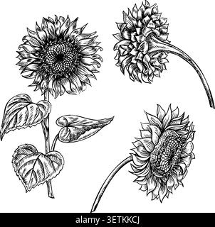 Set with sunflower flowers. Handmade black and white vector graphics. Flowers on a white background. Design elements for postcards, packaging, labels Stock Vector