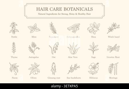 Hair Care Botanicals Natural Ingredients for Strong Shiny and Healthy Hair Stock Vector