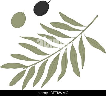 Minimal botanical vector illustration of olive branch with elongated leaves and two individual olives on transparent background Modern engraving style elements. Botanical Thematic design elements Set Stock Vector