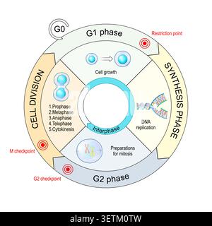 Cell cycle phases. Interphase, mitosis and cytokinesis. Diagram with checkpoint. Cell division. Medical illustration. Infographic diagram. Vector Stock Vector