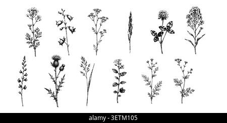 Vintage botanical set featuring engraved wild herbs flowers grasses clover and medicinal plants in monochrome. Stock Vector