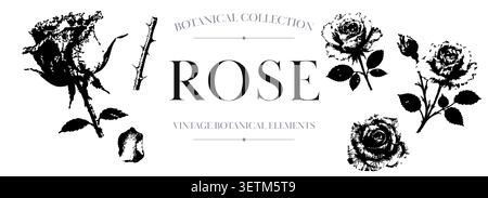 Vintage botanical collection featuring distressed rose flowers stems leaves and floral elements in black and white. Stock Vector