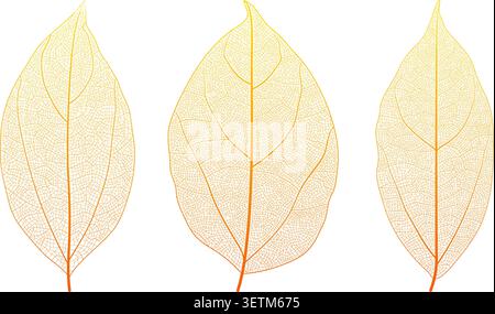 Plant leaf vein anatomy reveals intricate networks and cellular texture vector illustration set. Stock Vector