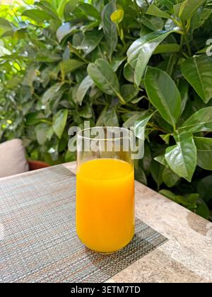 Tall glass of orange juice on table by lush green foliage in bright outdoor setting Stock Photo