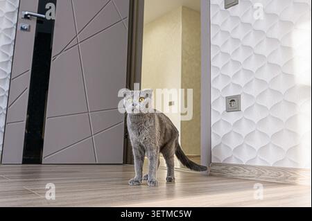 A gray Scottish Fold cat with bright yellow eyes stands in a modern interior with a door and textured wallpaper. The scene is well-lit Stock Photo