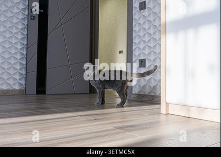 A gray Scottish Fold cat stands alert on a wood floor in a modern interior with textured wallpaper and gray doors Stock Photo