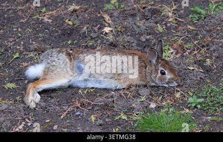 Eastern cottontail rabbit closeup resting in the forest in Ottawa, Canada Stock Photo