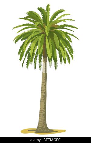Palm tree vector illustration. Evergreen tropical coconut or date palm with green leaves and trunk isolated on white background. Summer beach vacation Stock Vector