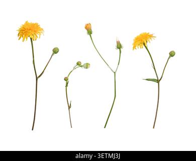 Set of Crepis tectorum wildflowers isolated on white background. Yellow blooming flowers, buds and stems arranged as natural botanical elements. Stock Photo
