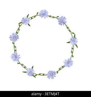 Wildflower wreath made of blue chicory flowers isolated on white background. Floral frame for invitations, wedding cards, collages. Stock Photo