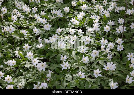 Wood anemone flowering in spring Stock Photo