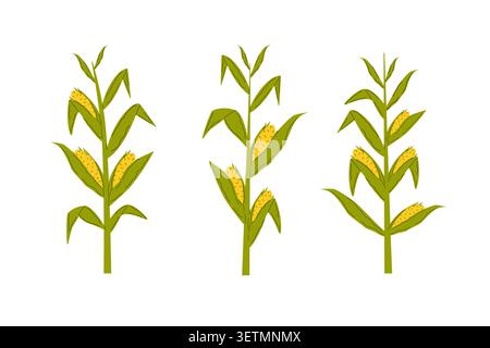 Corn plants set. Ripe golden cobs growing on stalks. Green leaves, sunny field mood. Farming, harvest or organic food packaging Stock Vector