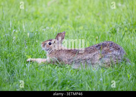 Eastern cottontail rabbit stretching out on the grass in a spring meadow Stock Photo