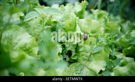 Garden Snail on Lettuce Leaves in Organic Vegetable Garden Stock Photo