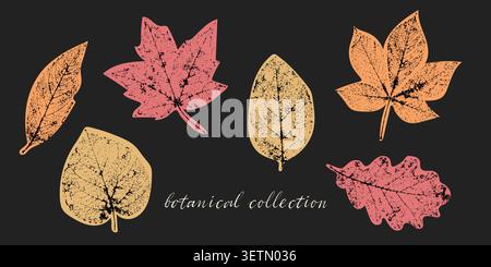 Vintage botanical autumn leaf collection featuring maple oak chestnut aspen and forest foliage in a distressed hand drawn style for branding packaging Stock Vector